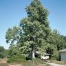 Platanus racemosa Western Sycamore 120 in. Box