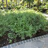 Pleioblastus Pygmaeus Dwarf Fern Leaf Bamboo