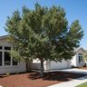 Quercus Ilex Holly Oak