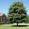 Quercus Nigra Water Oak