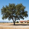 Quercus Wislizeni Interior Live Oak