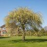 Salix caprea Pendula Weeping Pussy Willow 2 gal. Container