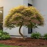 Acer palmatum Shaina Japanese Maple 20 gal. Container