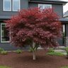Acer palmatum Trompenburg Japanese Maple 2 in. Caliper Ball and Burlap