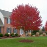 Acer rubrum Burgundy Belle Red Maple