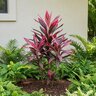 Cordyline Fruticosa Ti Plant