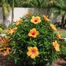 Hibiscus Rosa-Sinensis Cherie Tropical Hibiscus