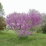 Cercis Chinensis Don Egolf Chinese Redbud