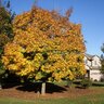 Acer Platanoides Columnarbroad Parkway Norway Maple