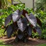 Colocasia Esculenta Royal Hawiian Black Coral Elephant Ear