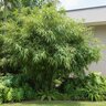 Fargesia Nitida Chinese Fountain Bamboo