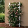 Lonicera Periclymenum Peaches and Cream Honeysuckle
