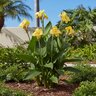 Canna X Generalis Tropical Yellow Canna Lily