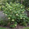 Abutilon X Hybridum Flowering Maple
