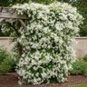 Clematis Paniculata Sweet Autumn Clematis