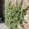 Ficus pumila Creeping Fig