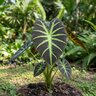 Colocasia Esculenta var. Antiquorum Black Beauty Elephant Ear