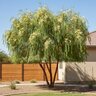 Acacia salicina Thornless Acacia