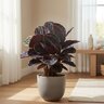 Calathea Roseopicta Dottie Rose Painted Calathea