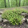 Sedum Ternatum Larinem Park Three-Leaved Stonecrop