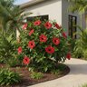 Hibiscus Rosa-Sinensis Hollywood Hot Shot Tropical Hibiscus