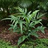 Doryopteris Nobilis Arrowhead Fern