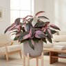 Philodendron erubescens Pink Princess Philodendron