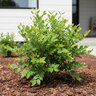 Vaccinium Corymbosum Legacy Highbush Blueberry