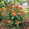 Crossandra infundibuliformis Firecracker Plant