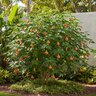 Abutilon x Tiger Eye Flowering Maple