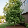 Halesia Monticola Mountain Silverbell