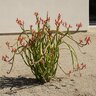 Pedilanthus Macrocarpus Slipper Plant