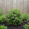 Vaccinium X Blueberry Buckle Blueberry