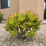 Crassula Ovata Hobbit Jade Plant