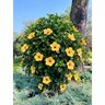 Hibiscus Rosa-Sinensis Jazzy Jewel Gold Tropical Hibiscus