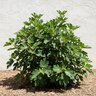 Ficus carica Fignomenal Dwarf Fig