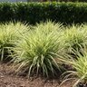 Ophiopogon Jaburan Vittatus Giant Striped Mondo Grass