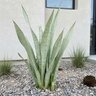 Sansevieria Trifasciata Moonshine Snake Plant