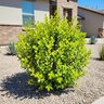 Portulacaria Afra Macrophylla Large Leaf Elephant Bush