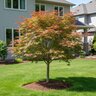 Acer Palmatum Jerre Schwartz Japanese Maple