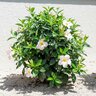 Mandevilla X Sundenia White Dipladenia