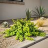 Portulacaria Afra Minima Trailing Elephant Bush