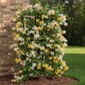 Lonicera Periclymenum Sweet Tea Honeysuckle