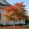 Acer Palmatum Tsuma-Gaki Japanese Maple