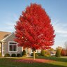 Acer Saccharum Bonfire Sugar Maple