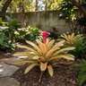 Aechmea Blanchetiana Pink Panties Bromeliad