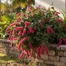 Acalypha Pendula Firetail Chenille Plant