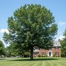 Quercus Hemisphaerica Darlington Oak