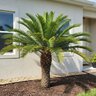 Dioon Spinulosum Giant Gum Palm