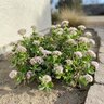 Crassula Multicava Fairy Crassula
